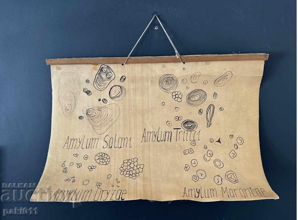 Licitație 7 afișe de la Facultatea de Biologie Sofia