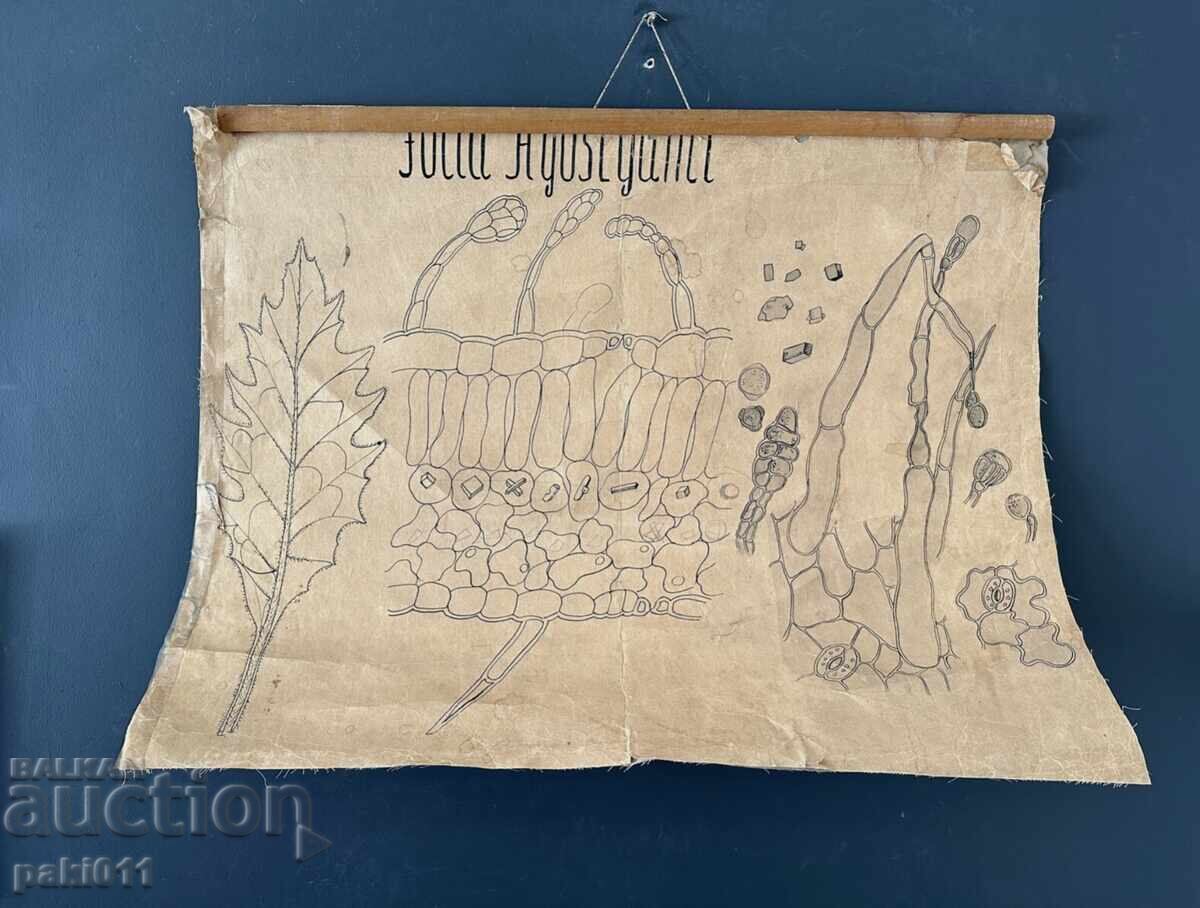 Delivery of 7 posters from the Biology Faculty Sofia Delivery of 7 posters from the Biology Faculty Sofia