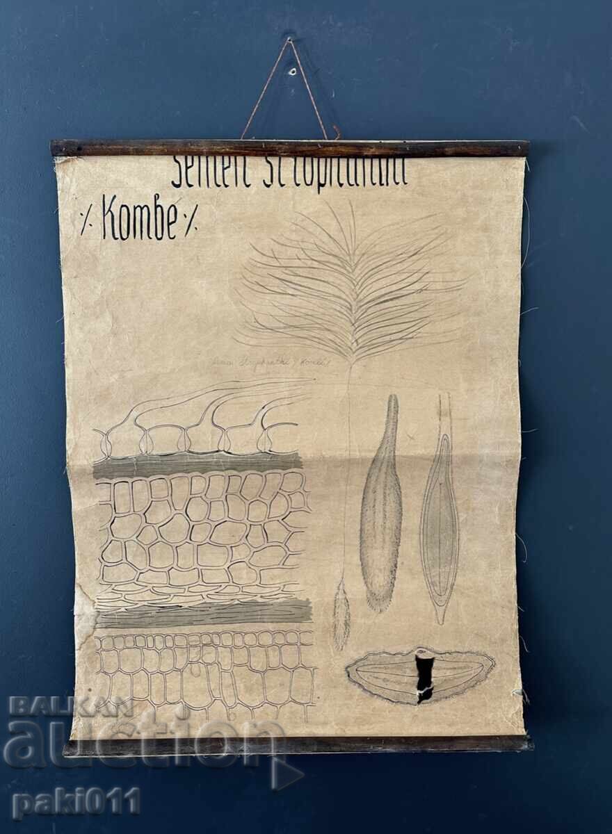 7 posters from the Biology Faculty Sofia - 5 7 posters from the Biology Faculty Sofia - 5