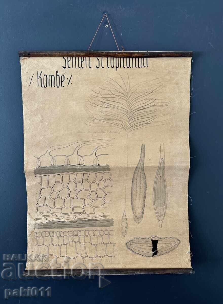 7 afișe de la Facultatea de Biologie Sofia - 5