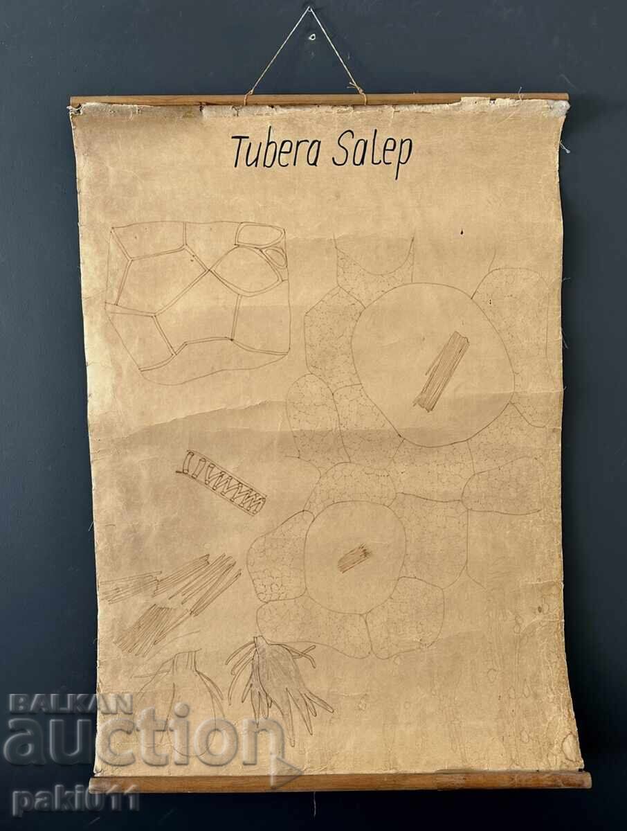 7 posters from the Biology Faculty Sofia - 6 7 posters from the Biology Faculty Sofia - 6