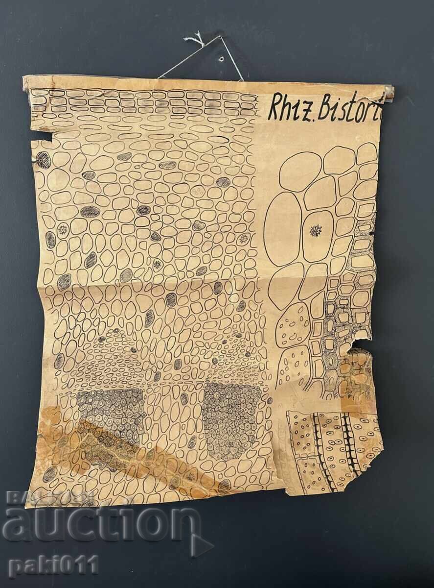 7 posters from the Biology Faculty Sofia - 7