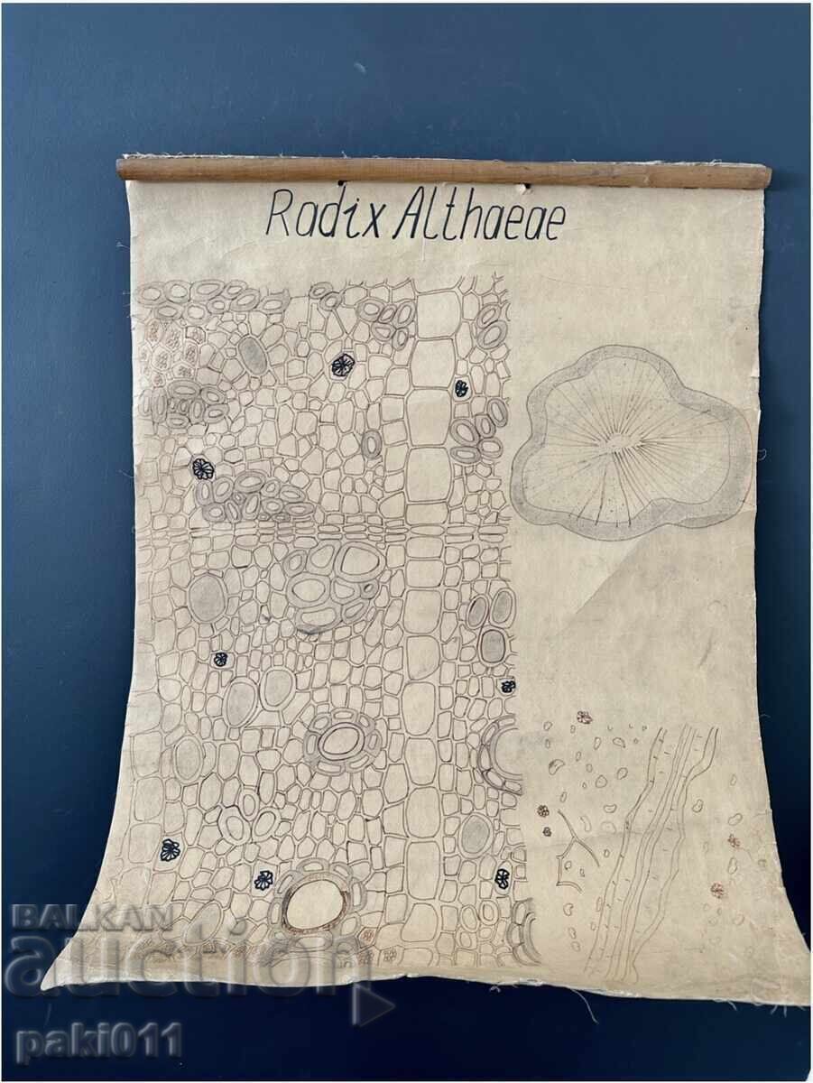 7 afișe de la Facultatea de Biologie Sofia