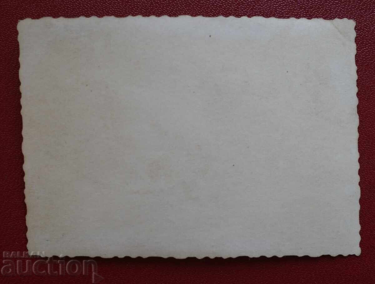 Аукцион Граничар-Куче малки кучета Аукцион Граничар-Куче малки кучета