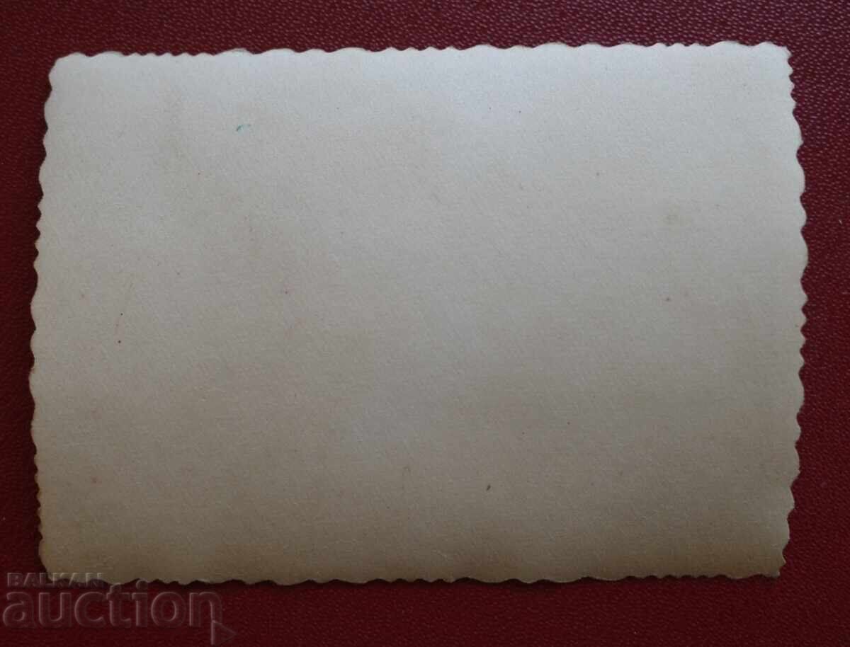 Auction  Border Guard Dog