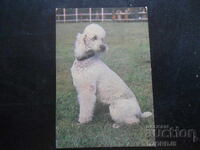 Calendar vechi, 1984