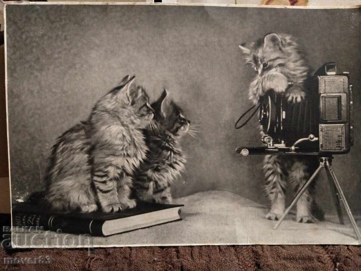 Картички.СССР . 50-те години с цена 0.35 лв. | € 0.18