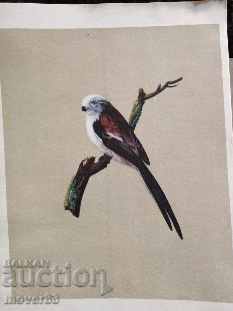 Аукцион Картички.СССР . 50-те години