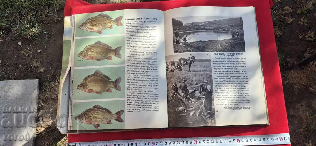 ΕΚΤΡΟΦΗ ΨΑΡΙΩΝ - ΑΛΜΠΟΥΜ - ΕΣΣΔ - 6 ΕΚΤΡΟΦΗ ΨΑΡΙΩΝ - ΑΛΜΠΟΥΜ - ΕΣΣΔ - 6