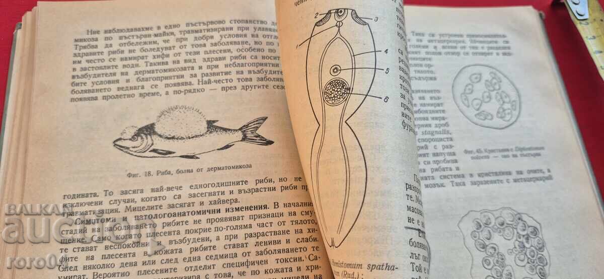 Δημοπρασία BOLESTI PO SLADKOVODNITE RIBI - DINYU ΣΑΒΟΦ (in Greek letters)