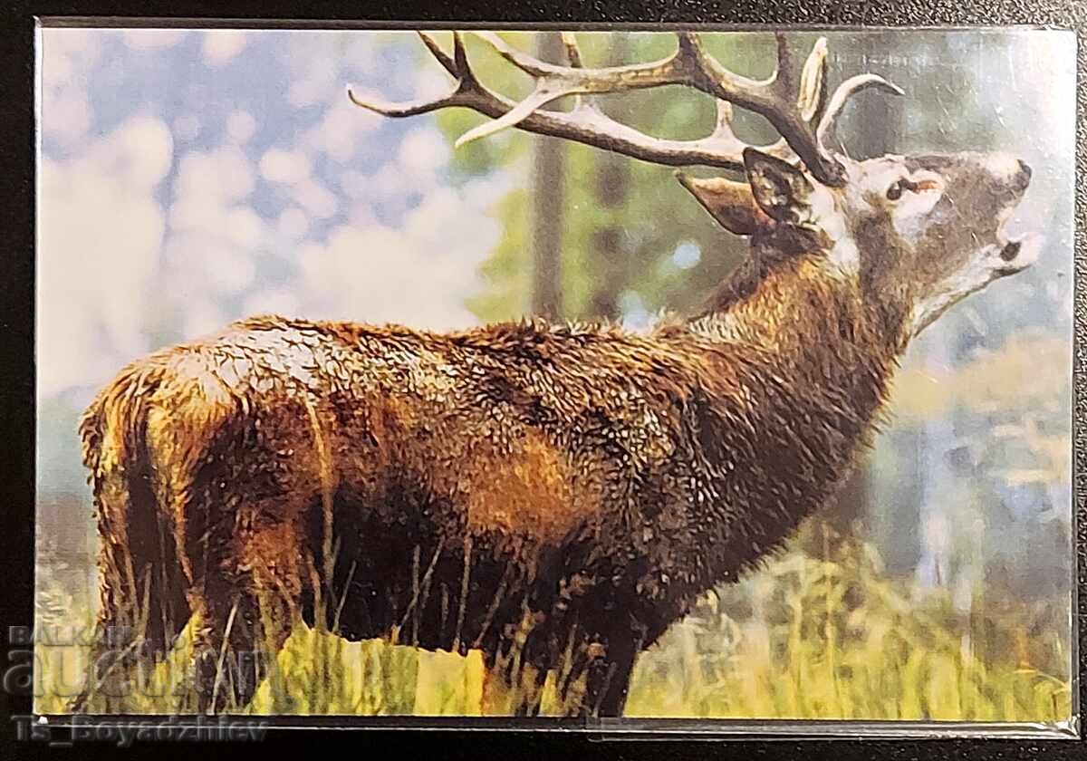 Calendaruțe cu animale - 5