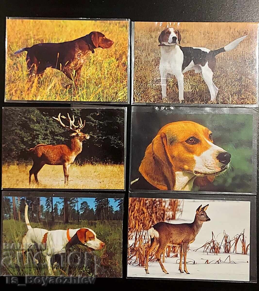 Calendaruțe cu animale