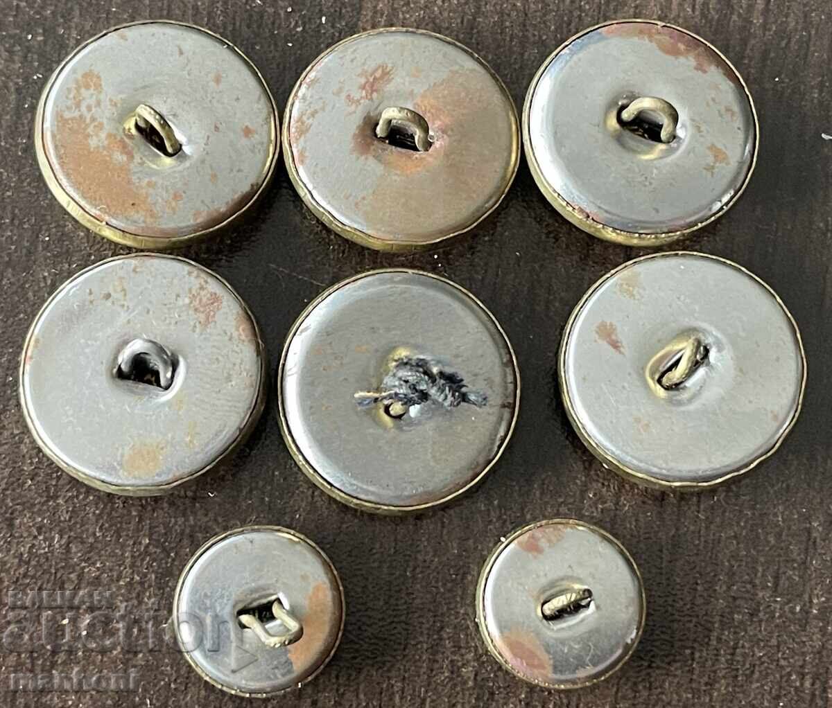 6251 Kingdom of Bulgaria 8 pieces, 6 large, 2 small, BDZ 60 buttons with price 20.00 BGN | € 10.23
