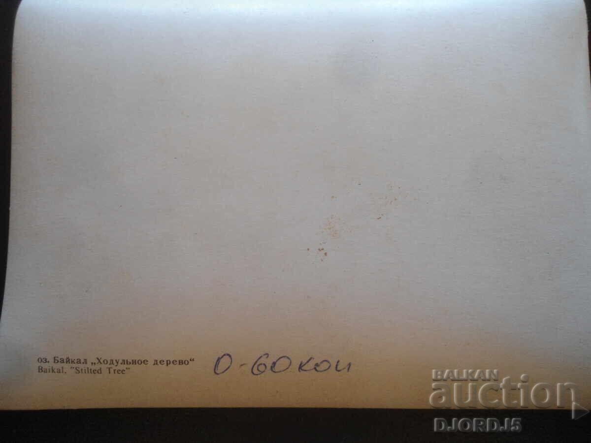 Παλιά στερεοσκοπική καρτ ποστάλ, λίμνη Βαϊκάλη, "Δέντρο με πασσάλους" με τιμή 5.00 BGN | € 2.56