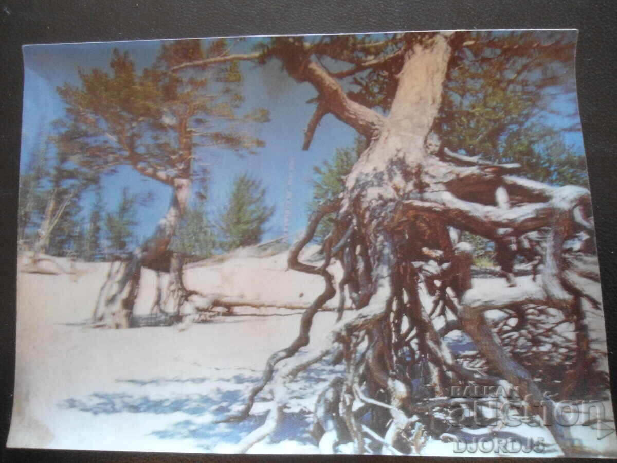 Παλιά στερεοσκοπική καρτ ποστάλ, λίμνη Βαϊκάλη, "Δέντρο με πασσάλους"