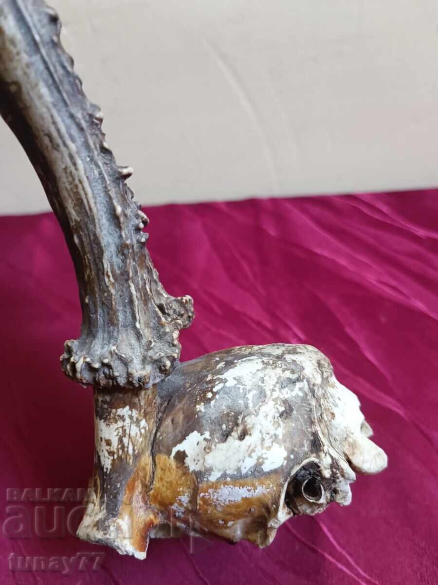 Vintage roe deer trophy with price 7.50 BGN | € 3.83