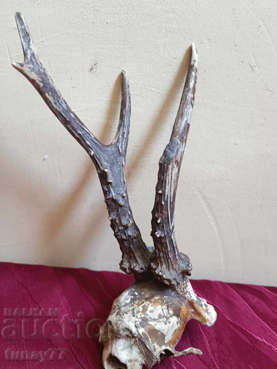 Auction  Vintage roe deer trophy