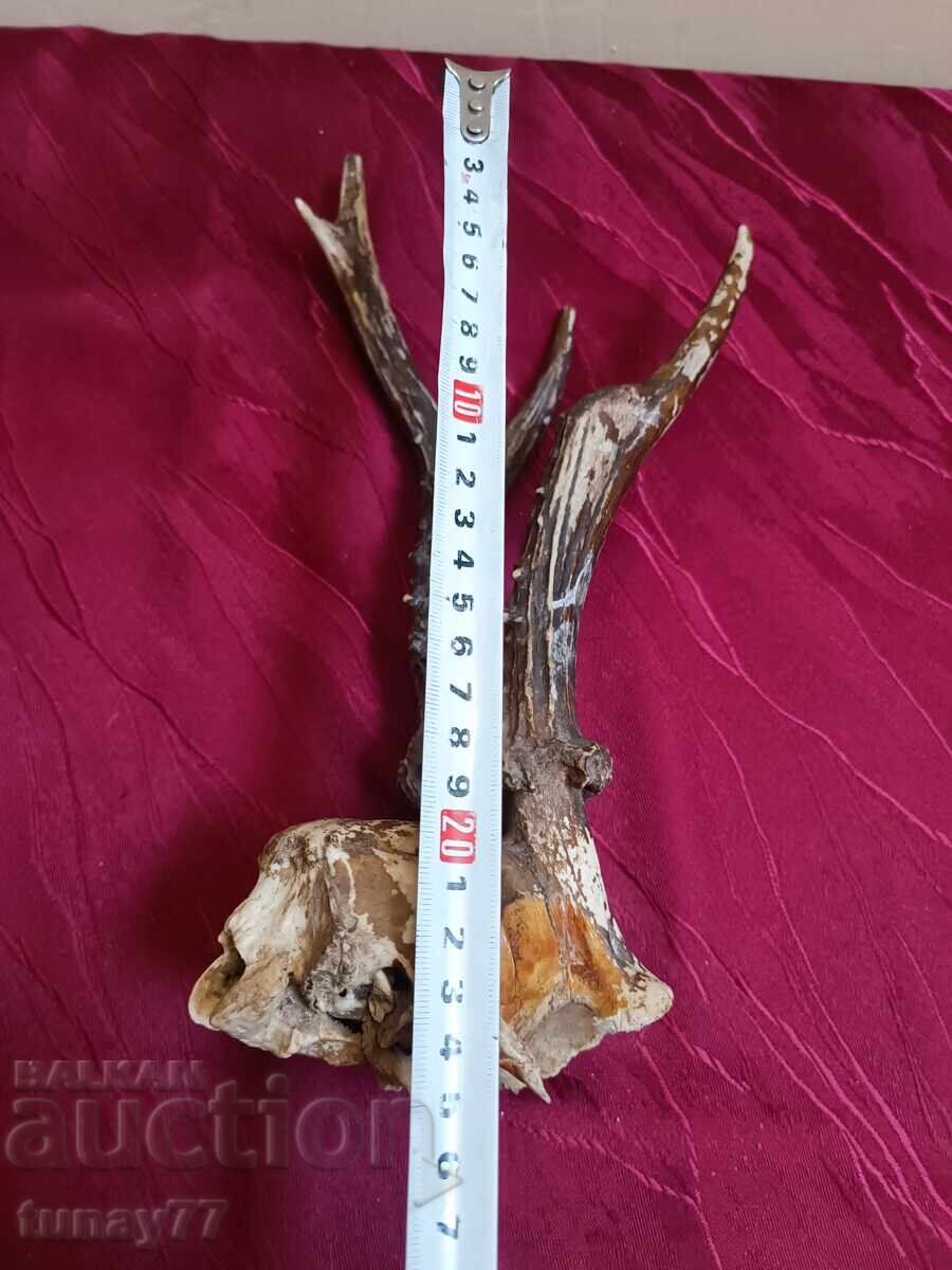 Delivery of Vintage roe deer trophy