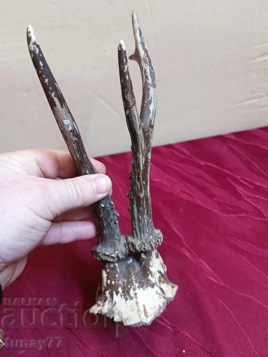Vintage roe deer trophy - 5