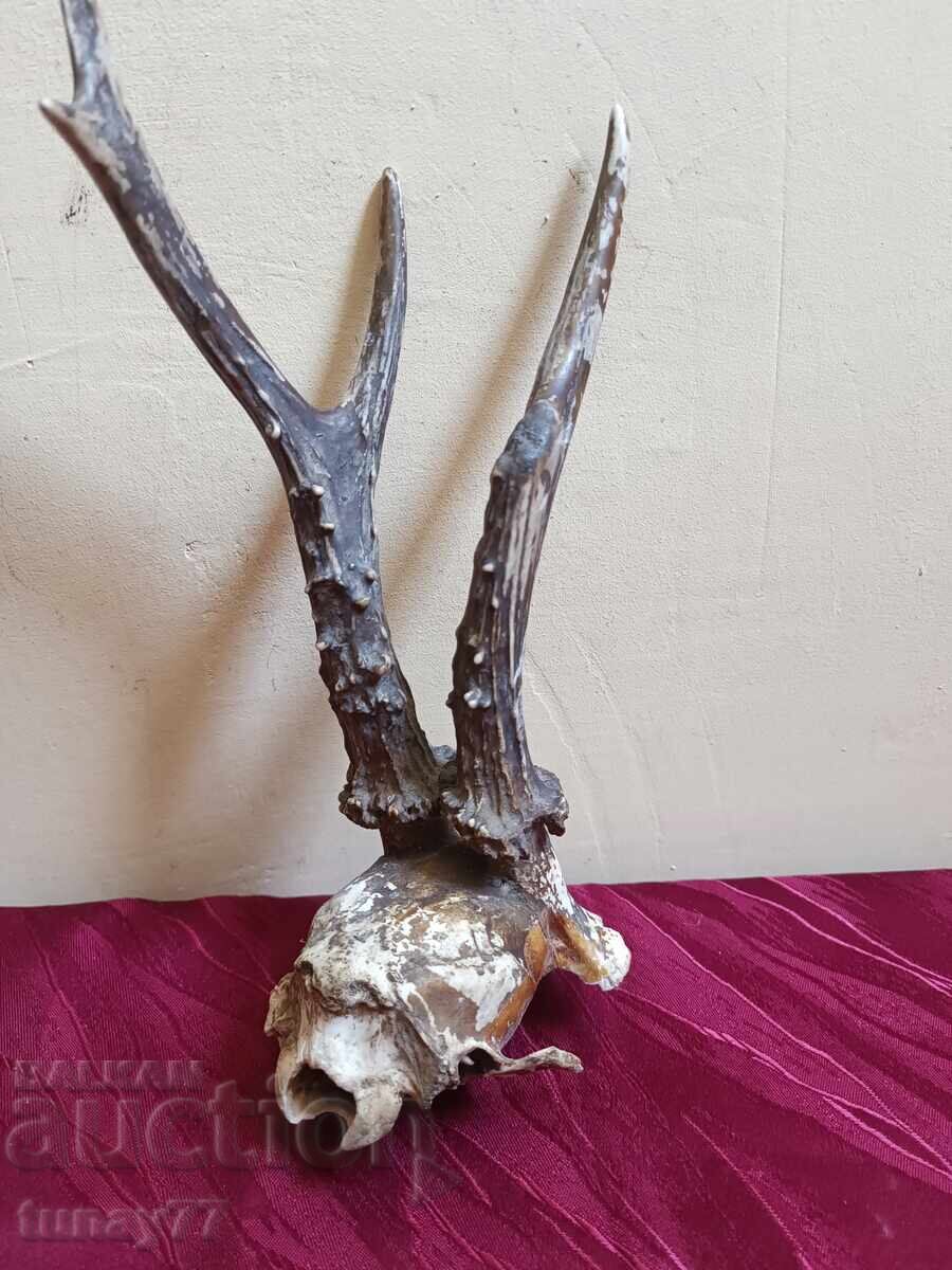 Vintage roe deer trophy