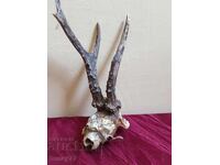 Vintage roe deer trophy