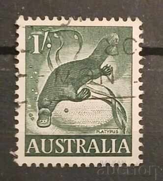 Австралия Фауна Австралия Фауна