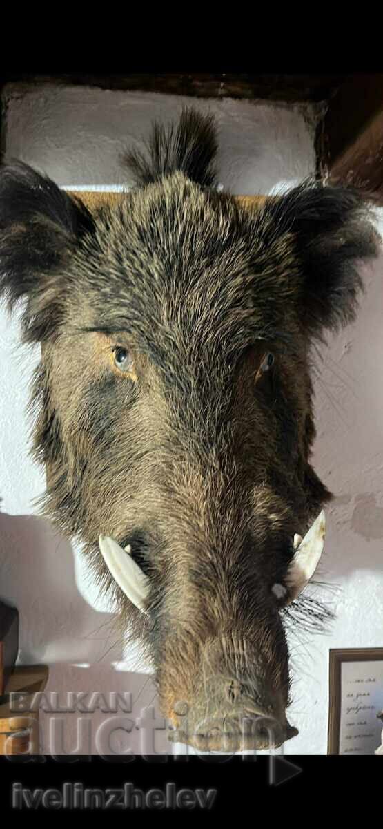 Hunting trophy Wild boar head with price 700.00 BGN | € 357.90