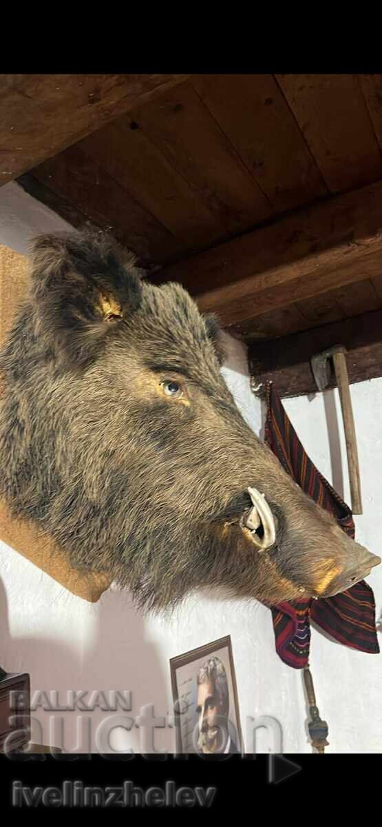 Hunting trophy Wild boar head