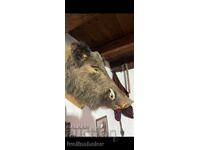 Hunting trophy Wild boar head