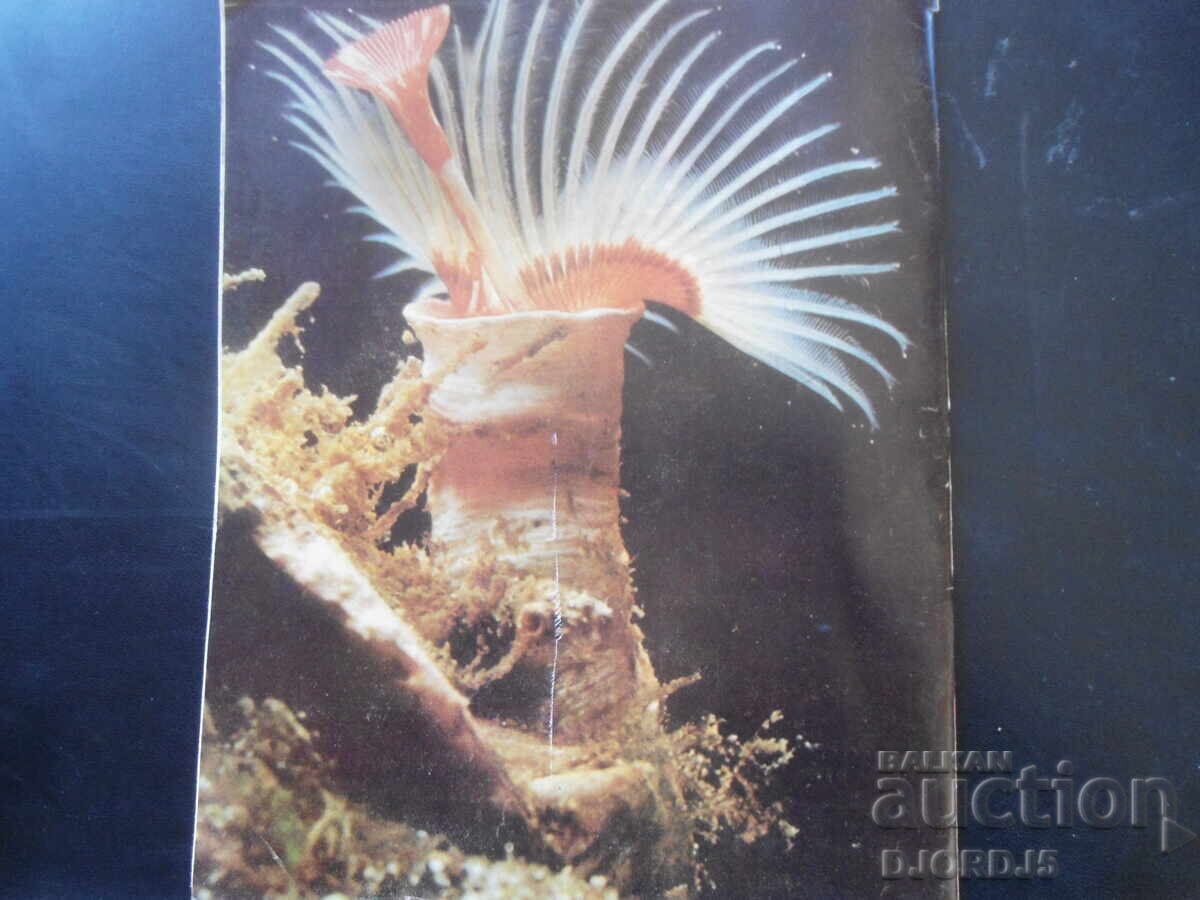 Licitație Revista Cosmos, numărul 2, 1980. Licitație Revista Cosmos, numărul 2, 1980.