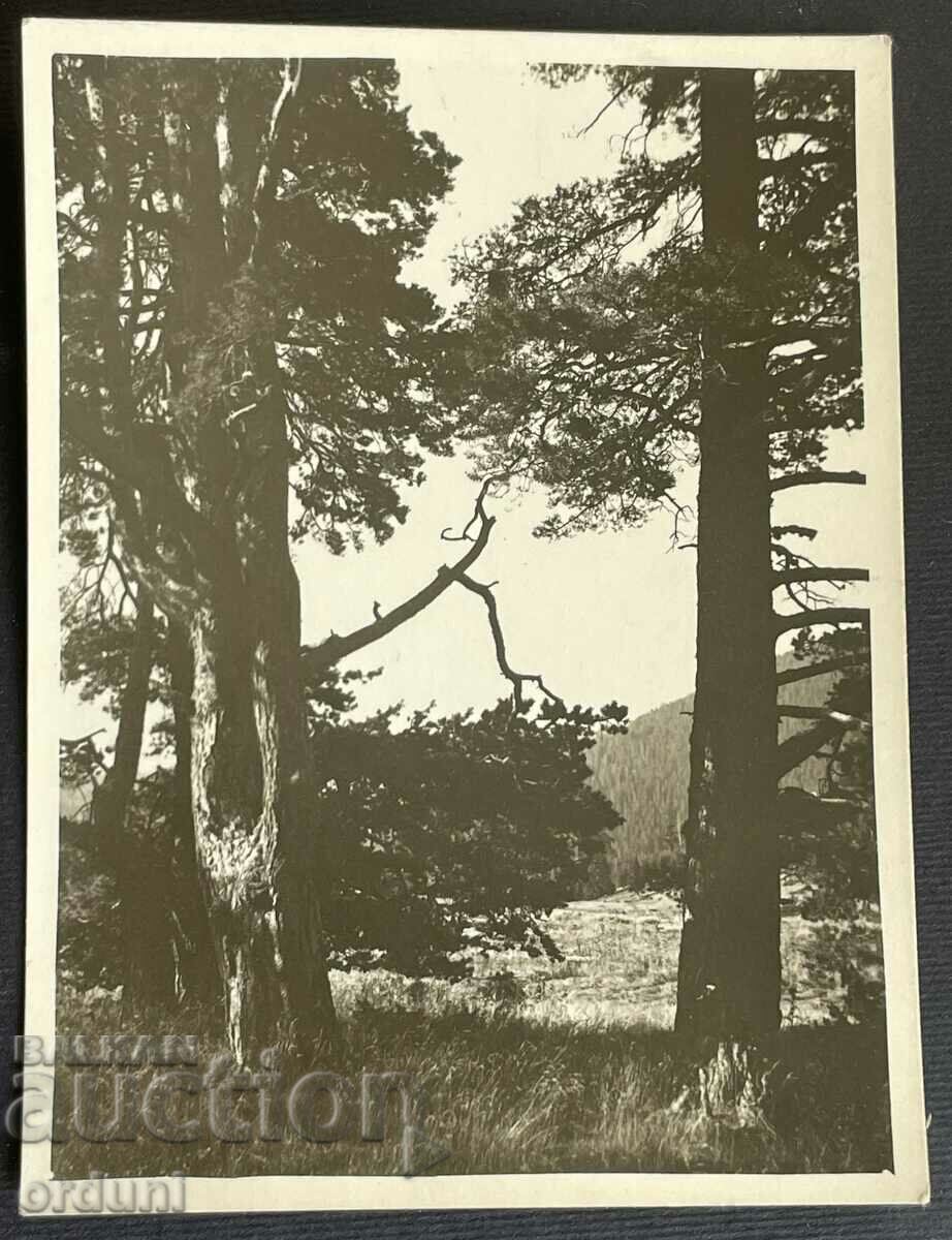 2345 Βασίλειο της Βουλγαρίας Ρίλα θέρετρο Semkovo 2345 Βασίλειο της Βουλγαρίας Ρίλα θέρετρο Semkovo