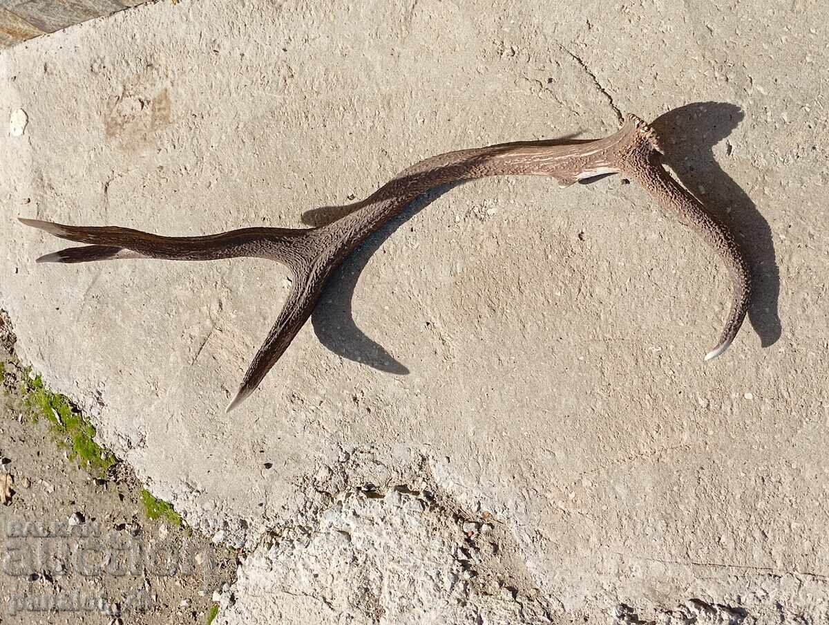 Large, massive elk antlers 90 cm with price 120.00 BGN | € 61.36