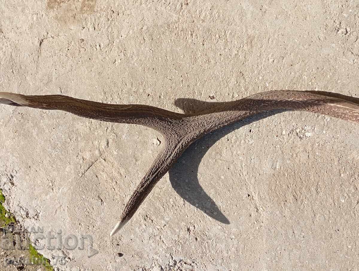 Auction  Large, massive elk antlers 90 cm