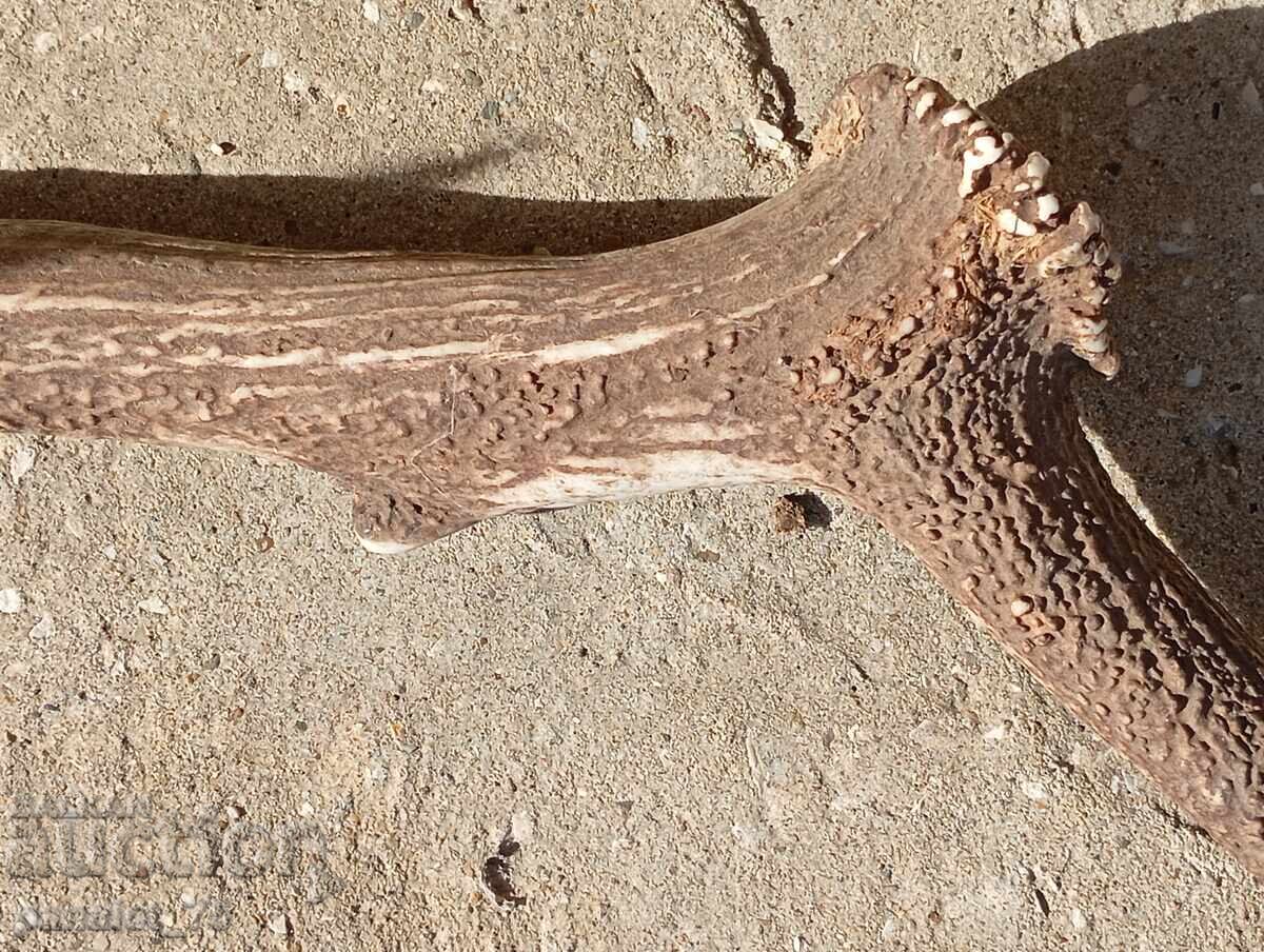 Delivery of Large, massive elk antlers 90 cm