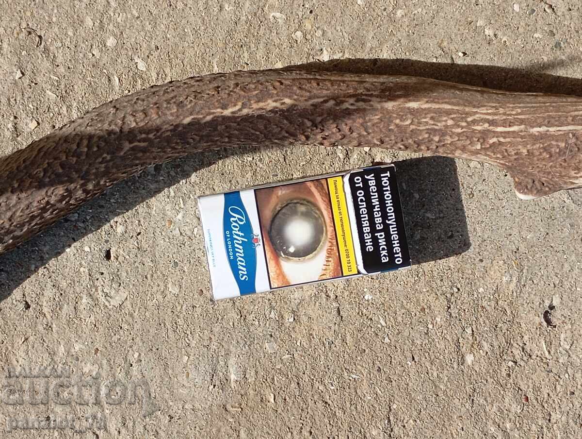 Large, massive elk antlers 90 cm - 5