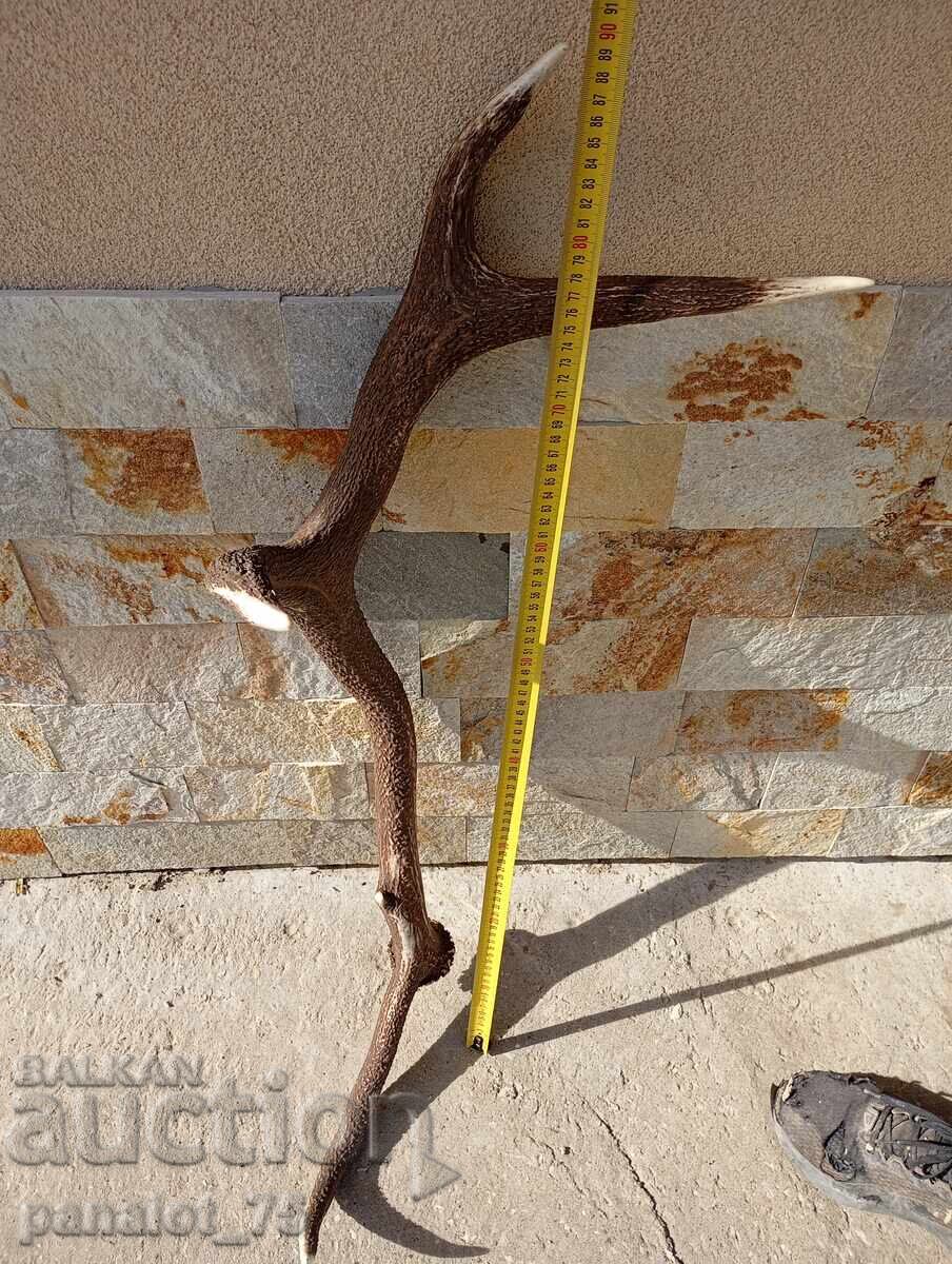 Large, massive elk antlers 90 cm