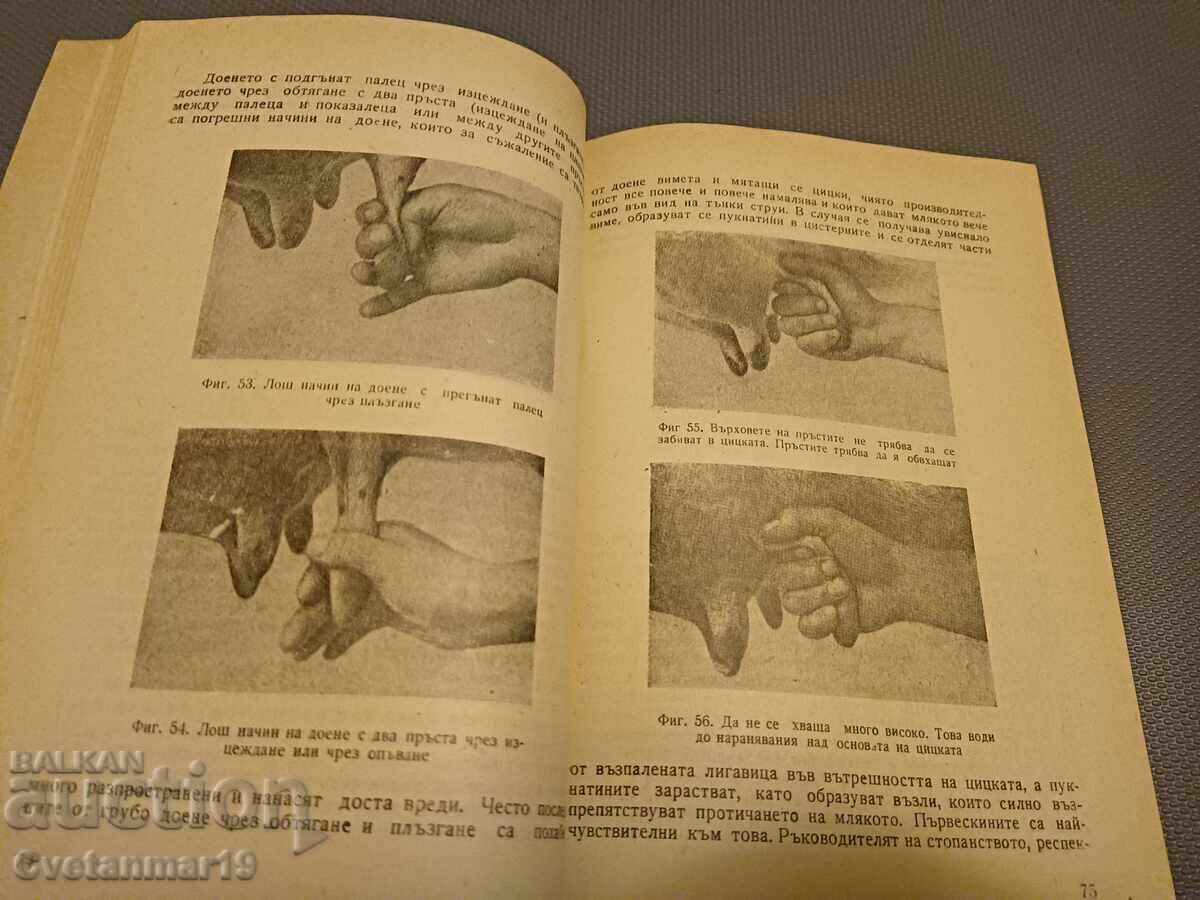 Auction  Guide to Milking