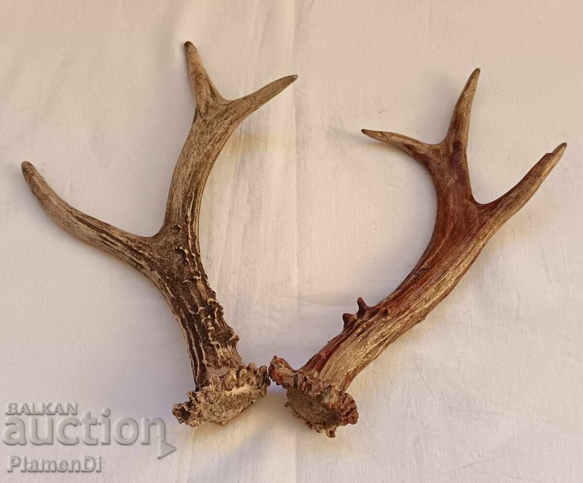 Coarne de căprior trofeu cu preț 35.00 BGN | € 17.90 Coarne de căprior trofeu cu preț 35.00 BGN | € 17.90