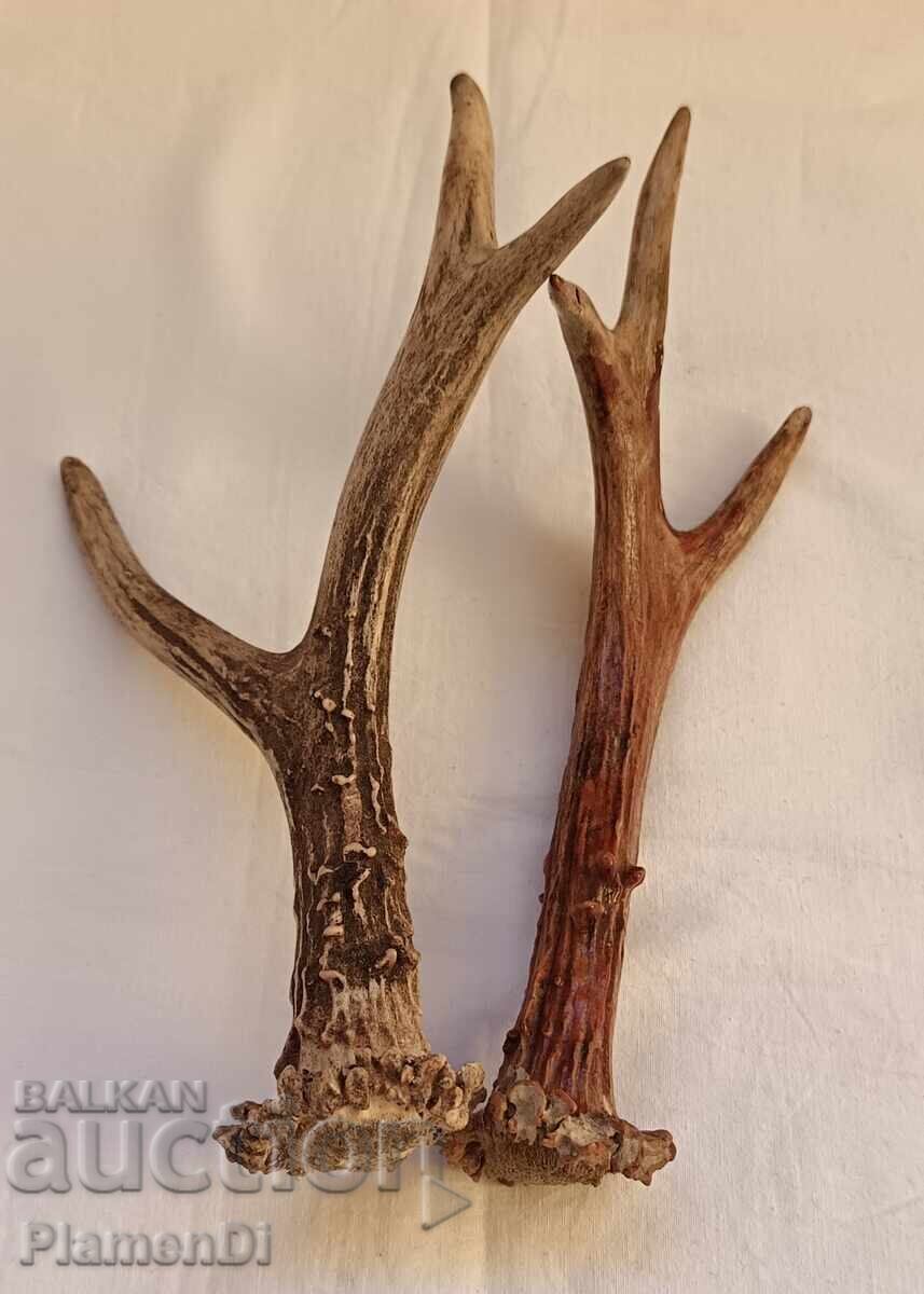 Licitație Coarne de căprior trofeu Licitație Coarne de căprior trofeu