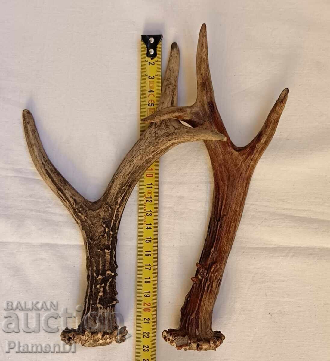 Livrarea Coarne de căprior trofeu Livrarea Coarne de căprior trofeu