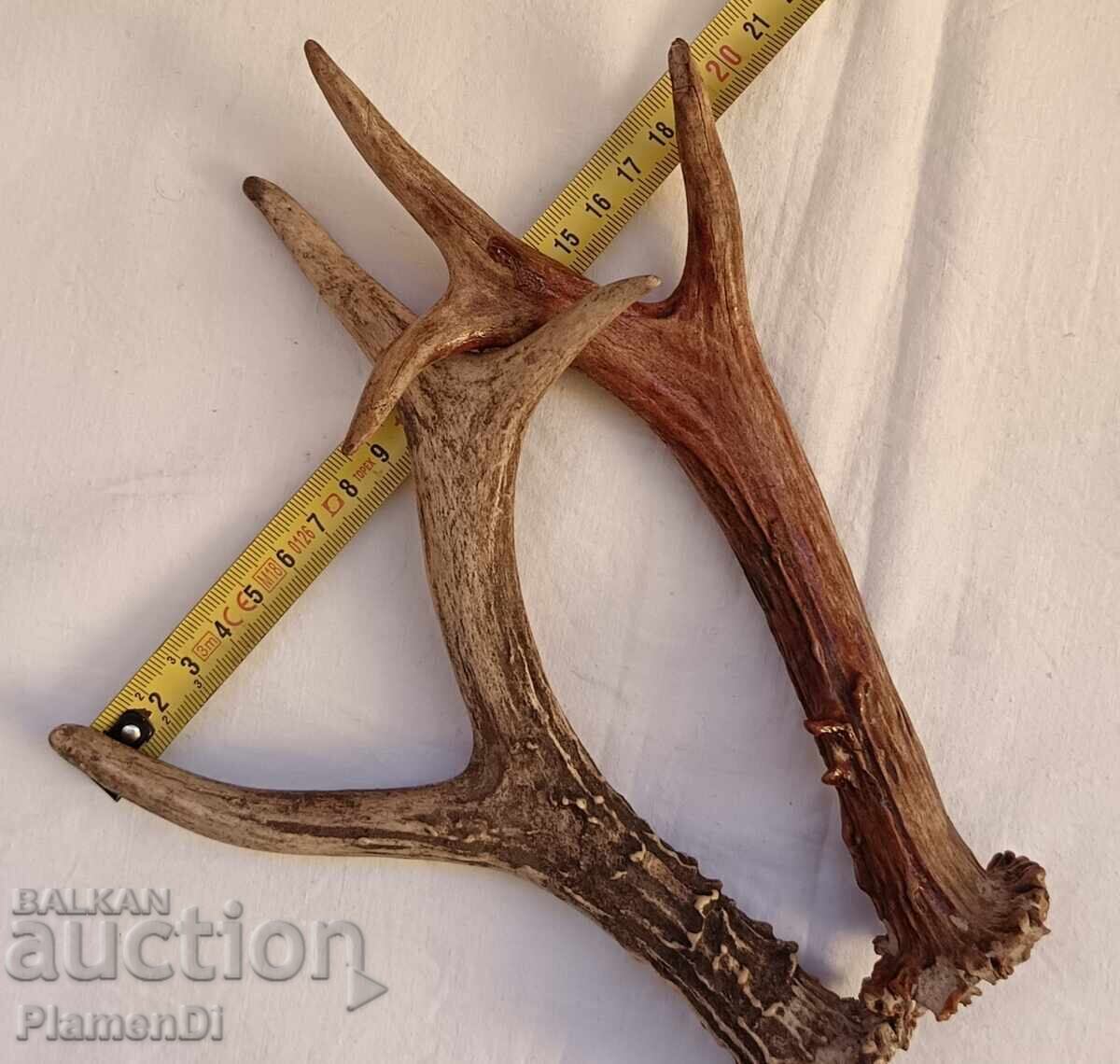 Coarne de căprior trofeu - 5 Coarne de căprior trofeu - 5