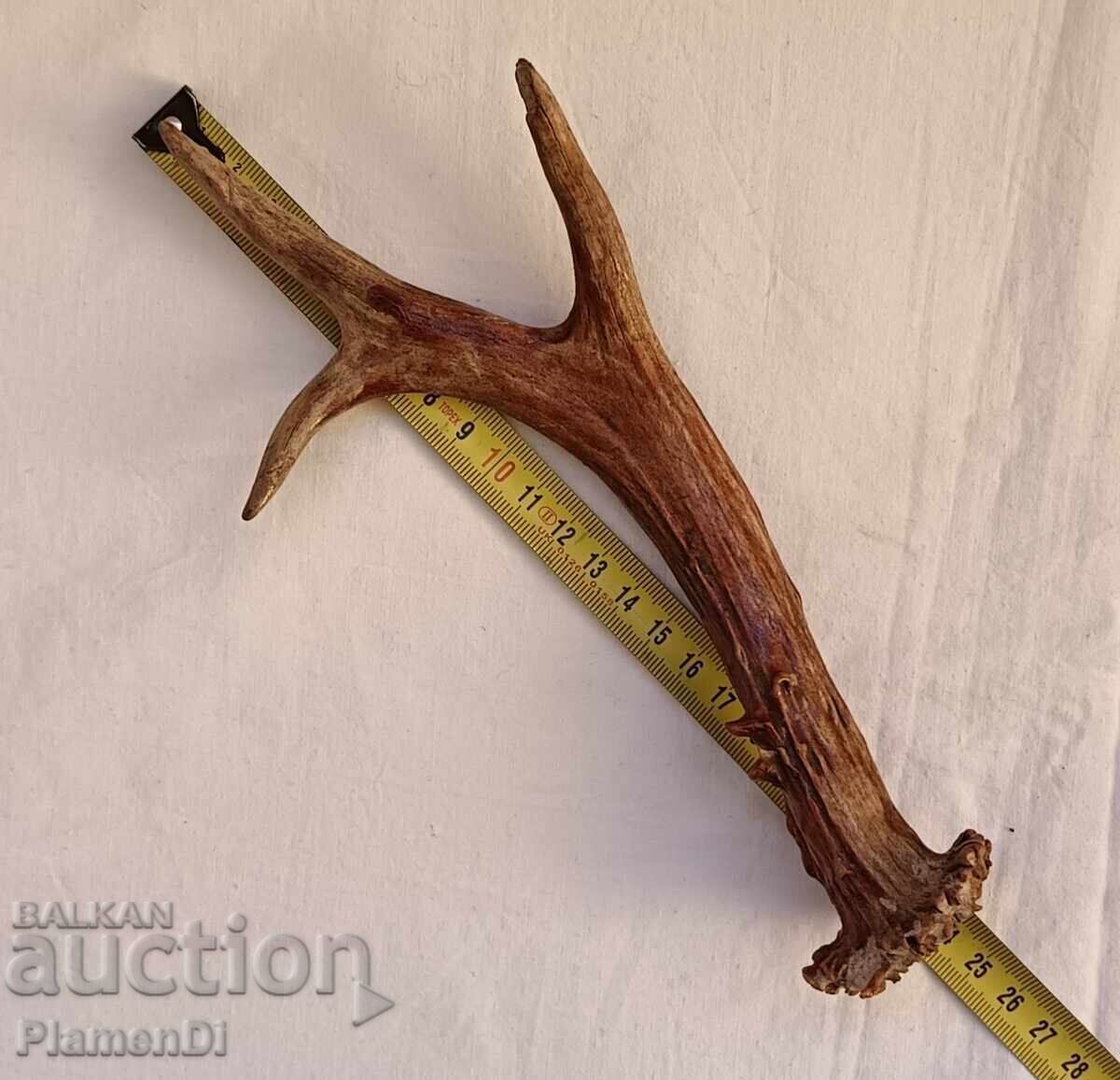 Coarne de căprior trofeu - 7 Coarne de căprior trofeu - 7