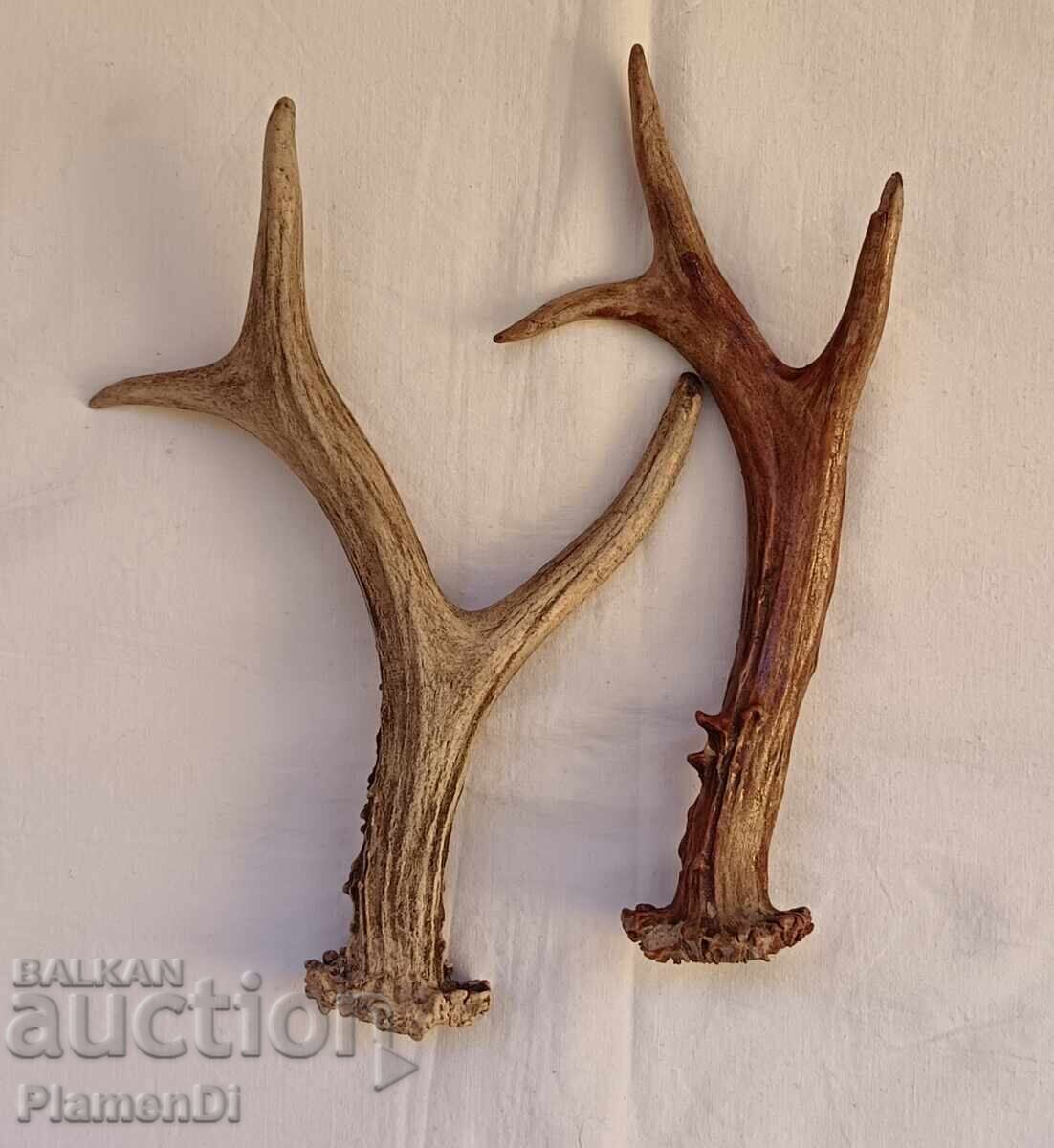 Coarne de căprior trofeu Coarne de căprior trofeu