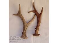 Trophy antlers from roe deer