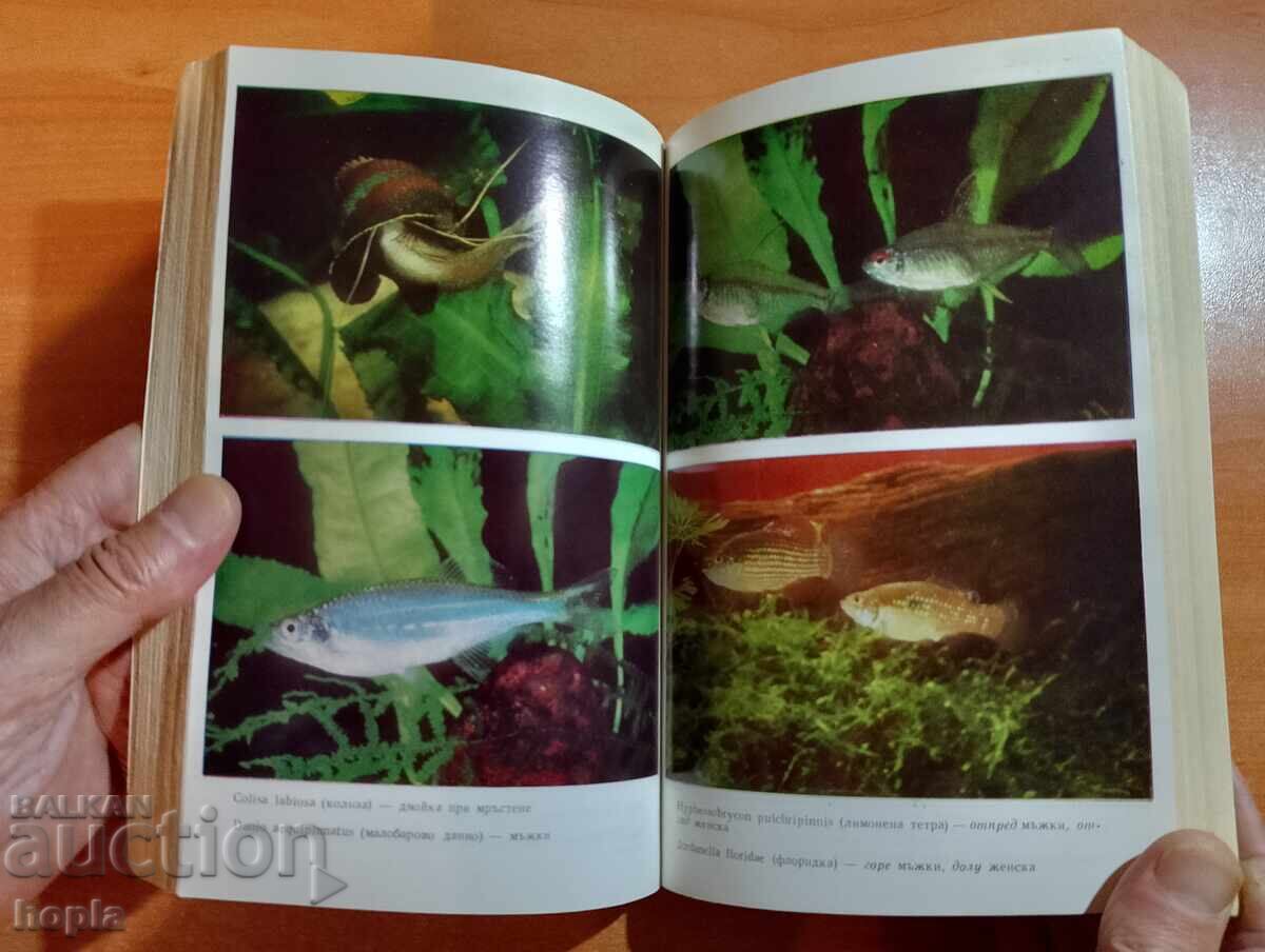 Auction  Aquarium Supplies