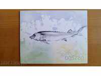 Carnation Pisces - Moruni №4667 / 4670 from BC 2 nd type