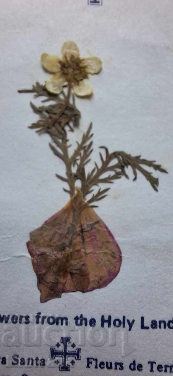 Картичка от Божи гроб с хербаризирано цвете с цена 24.00 лв. | € 12.27 Картичка от Божи гроб с хербаризирано цвете с цена 24.00 лв. | € 12.27