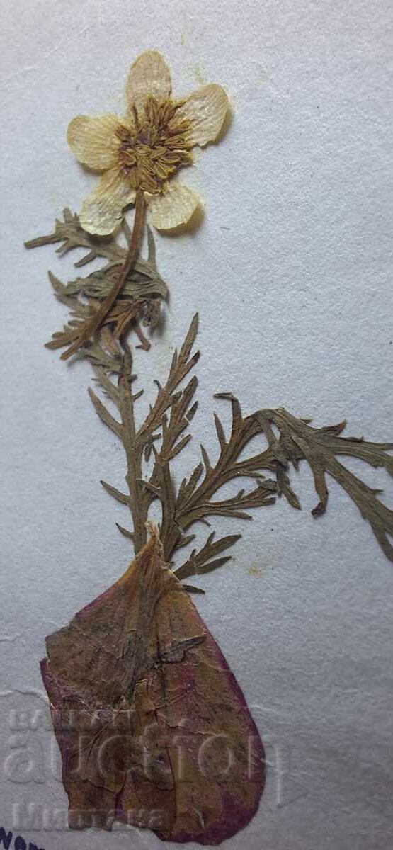 Аукцион Картичка от Божи гроб с хербаризирано цвете Аукцион Картичка от Божи гроб с хербаризирано цвете