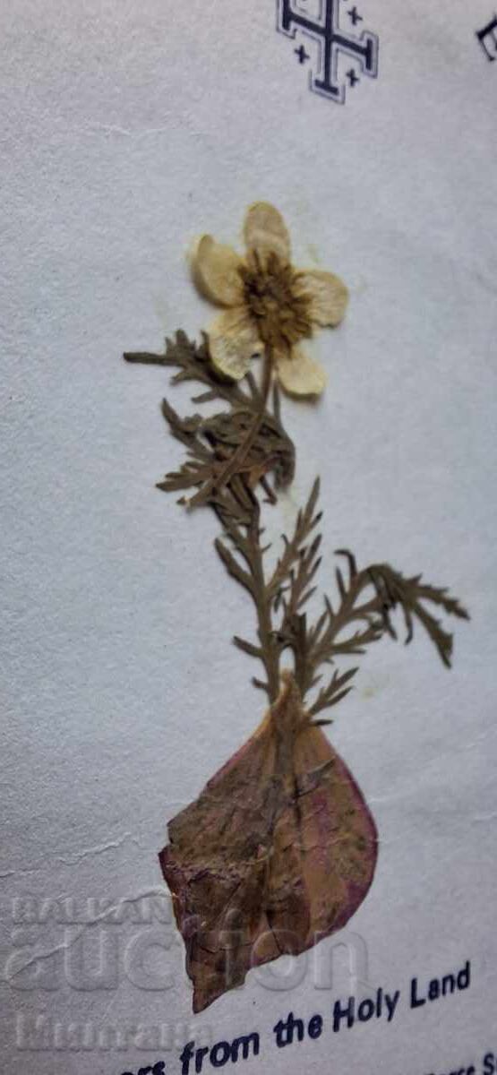 Доставка на Картичка от Божи гроб с хербаризирано цвете Доставка на Картичка от Божи гроб с хербаризирано цвете