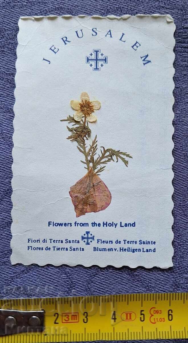 Картичка от Божи гроб с хербаризирано цвете - 5 Картичка от Божи гроб с хербаризирано цвете - 5